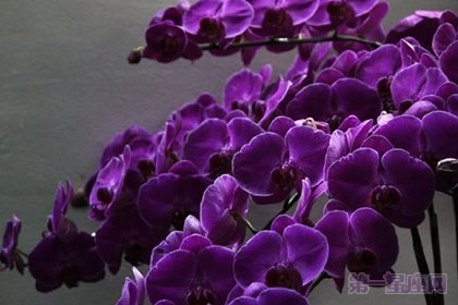 紫色蝴蝶兰花语