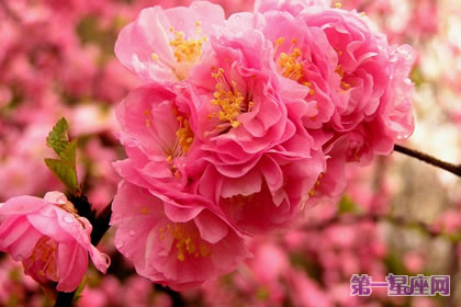 花语大全：榆叶梅的花语及象征意义