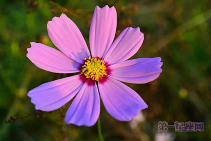 5月29日花语：矢车菊，生日花语温柔可爱