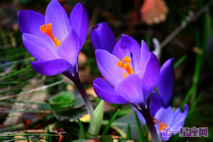 专属于天秤座的守护花