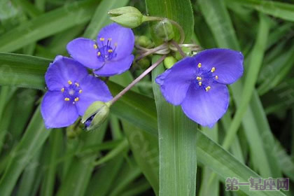 紫露草的花语是什么