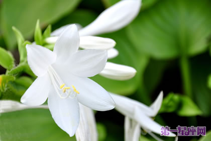 花语大全：玉簪花的花语是什么？