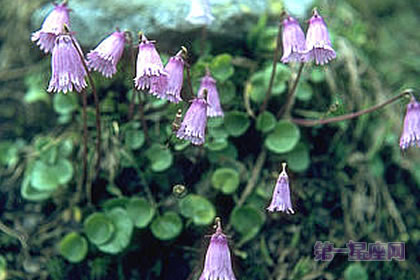 3月14日花语：山樱草，生日花语慈悲