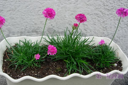 海石竹的花：体谅、贴心 