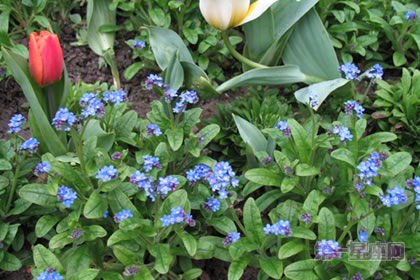 6月21日花语：牛舌草，生日花语博爱