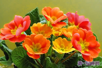 一月的花语是什么？报春花