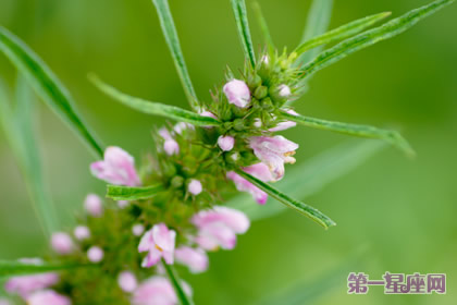 龙芽的花语和象征代表意义：依赖、依靠