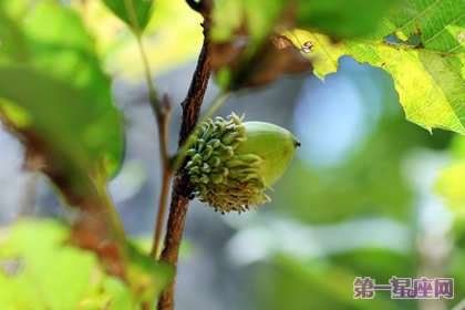 植物花语：橡树的花语是什么？