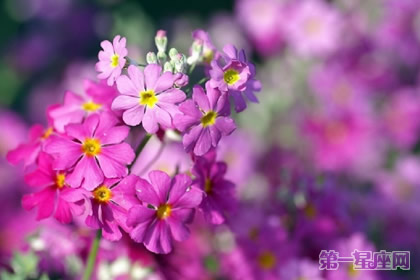 花语：西洋樱草，生日花语孤寂