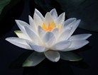 睡莲的花语
